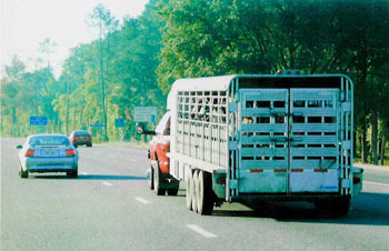 Livestock Hauling